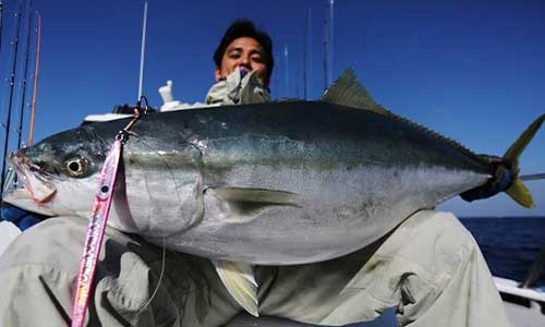 玄界灘の寒ブリ 七里が曽根などでの釣り方やタックル 遊漁船サンライズ 新海 玄界灘の釣り