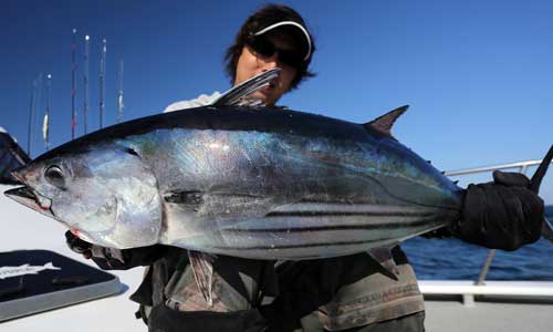 玄界灘のカツオ 爽快な疾走 釣り方とタックル 遊漁船サンライズ 新海 玄界灘の釣り